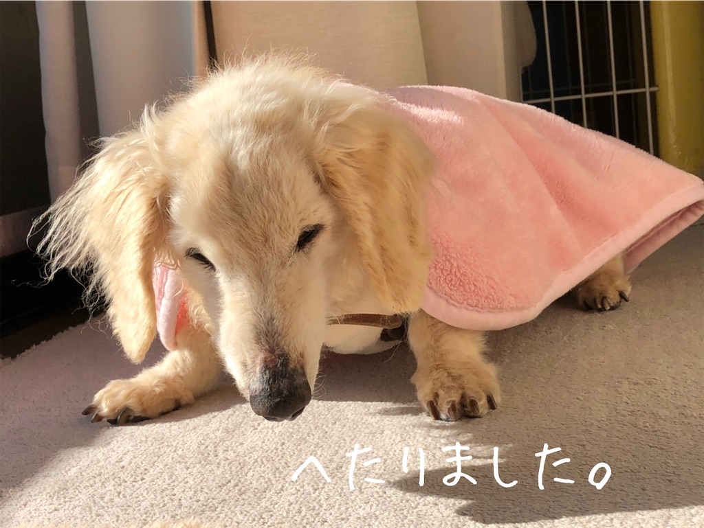 f:id:renkunno:20210110111757j:image f:id:renkunno:20210110111757j:image
