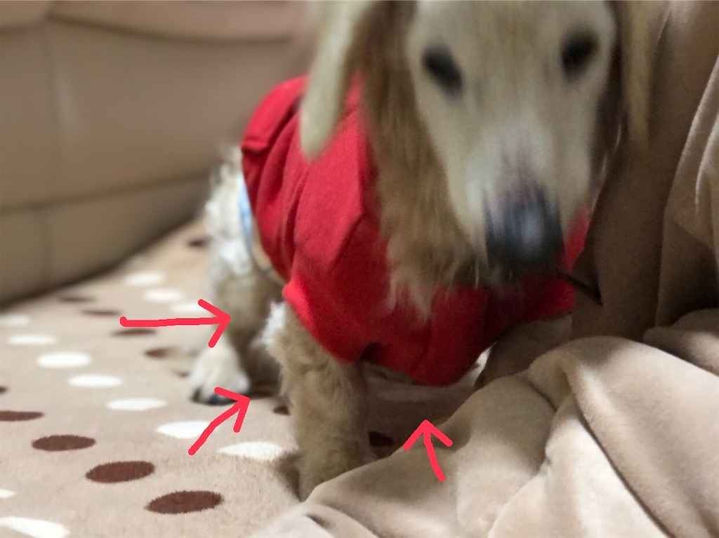 f:id:renkunno:20210110204555j:image f:id:renkunno:20210110204555j:image