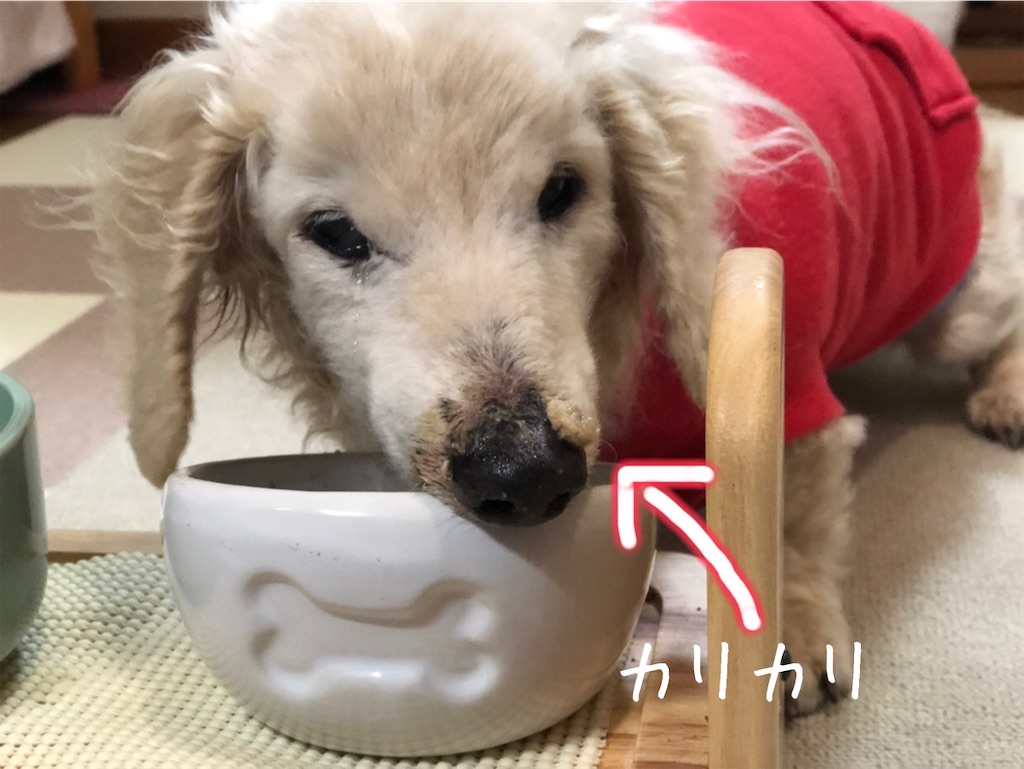 f:id:renkunno:20210113132642j:image