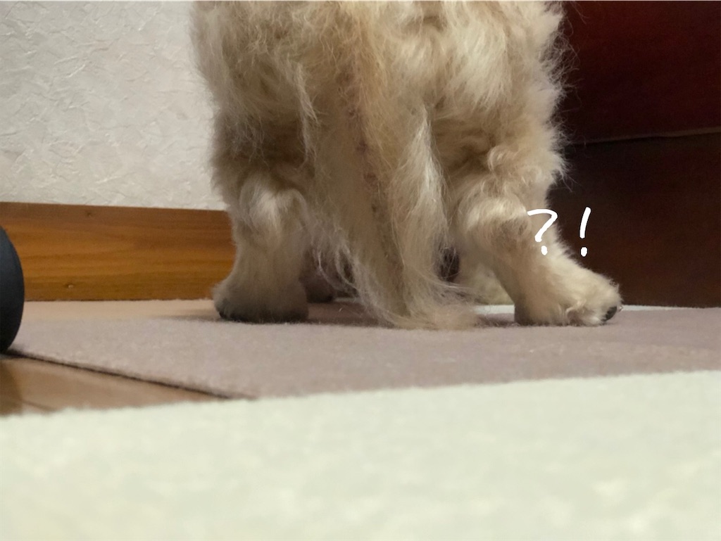 f:id:renkunno:20210113134907j:image