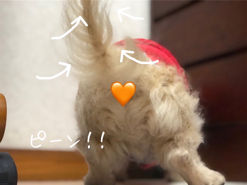 f:id:renkunno:20210113134920j:image f:id:renkunno:20210113134920j:image