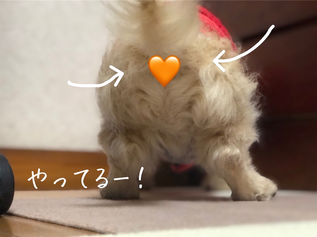 f:id:renkunno:20210113134926j:image f:id:renkunno:20210113134926j:image
