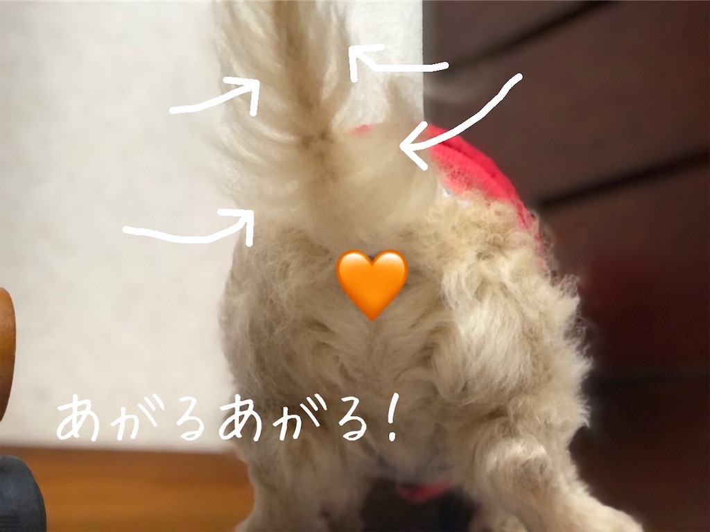 f:id:renkunno:20210113134930j:image f:id:renkunno:20210113134930j:image