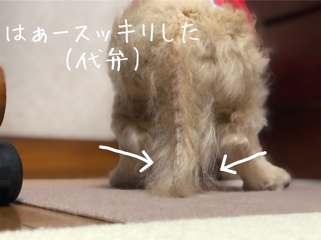 f:id:renkunno:20210113135039j:image f:id:renkunno:20210113135039j:image