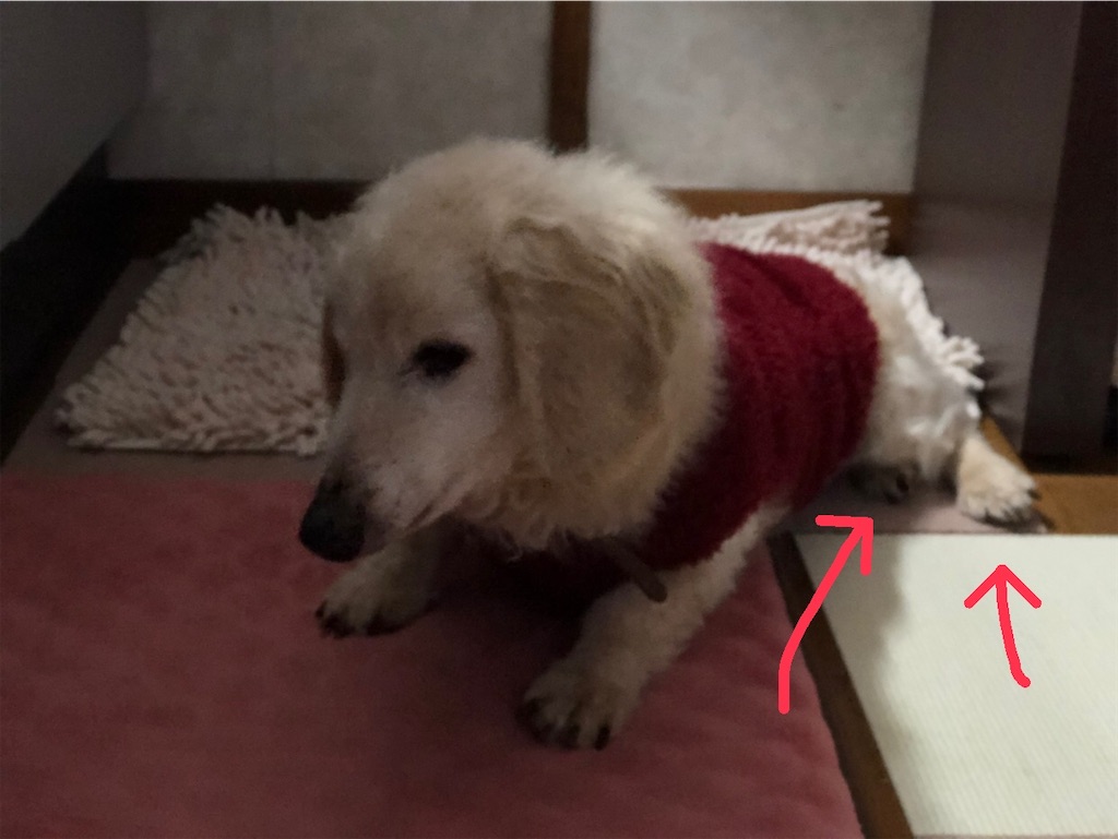 f:id:renkunno:20210124141444j:image f:id:renkunno:20210124141444j:image