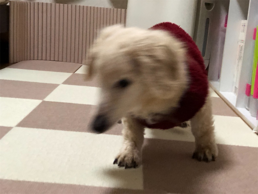 f:id:renkunno:20210128155035j:image f:id:renkunno:20210128155035j:image