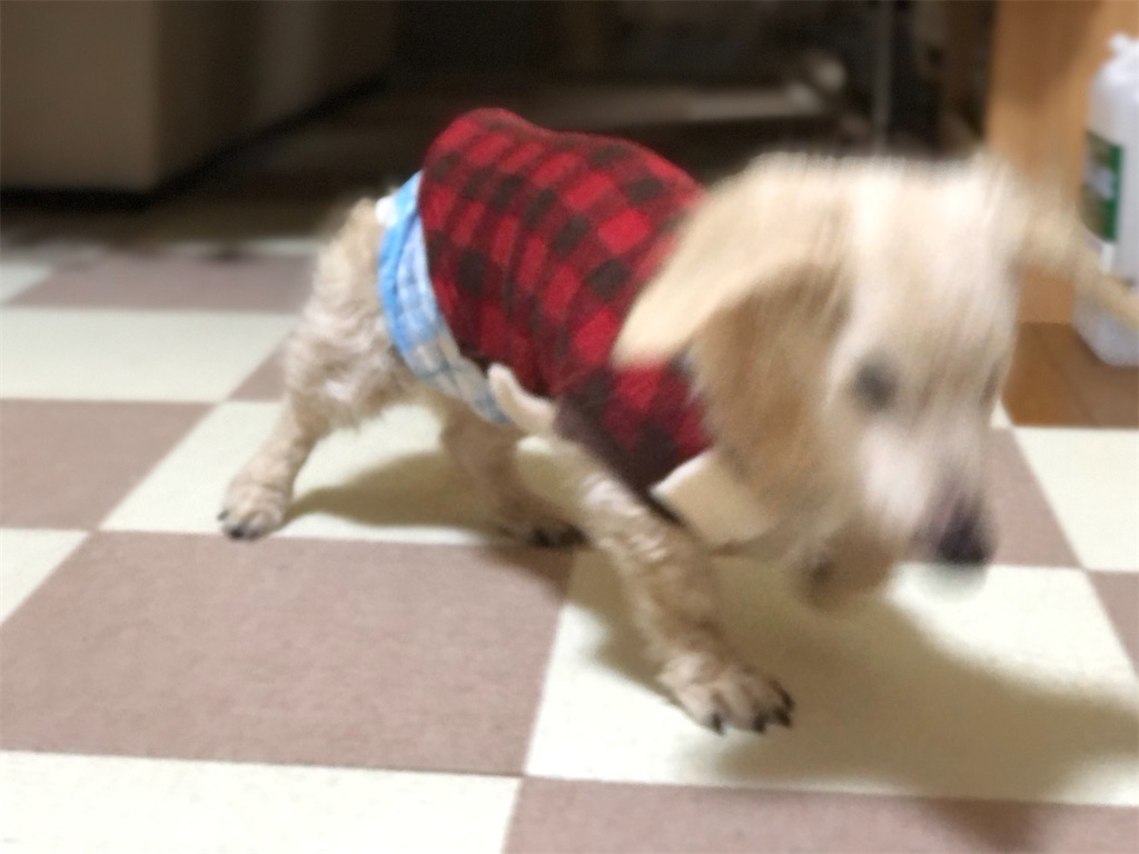 f:id:renkunno:20210129210133j:image f:id:renkunno:20210129210133j:image