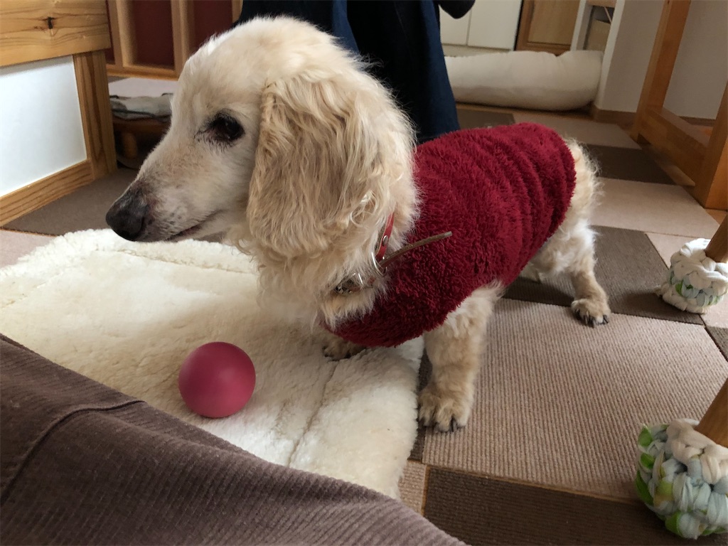 f:id:renkunno:20210201215836j:image f:id:renkunno:20210201215836j:image