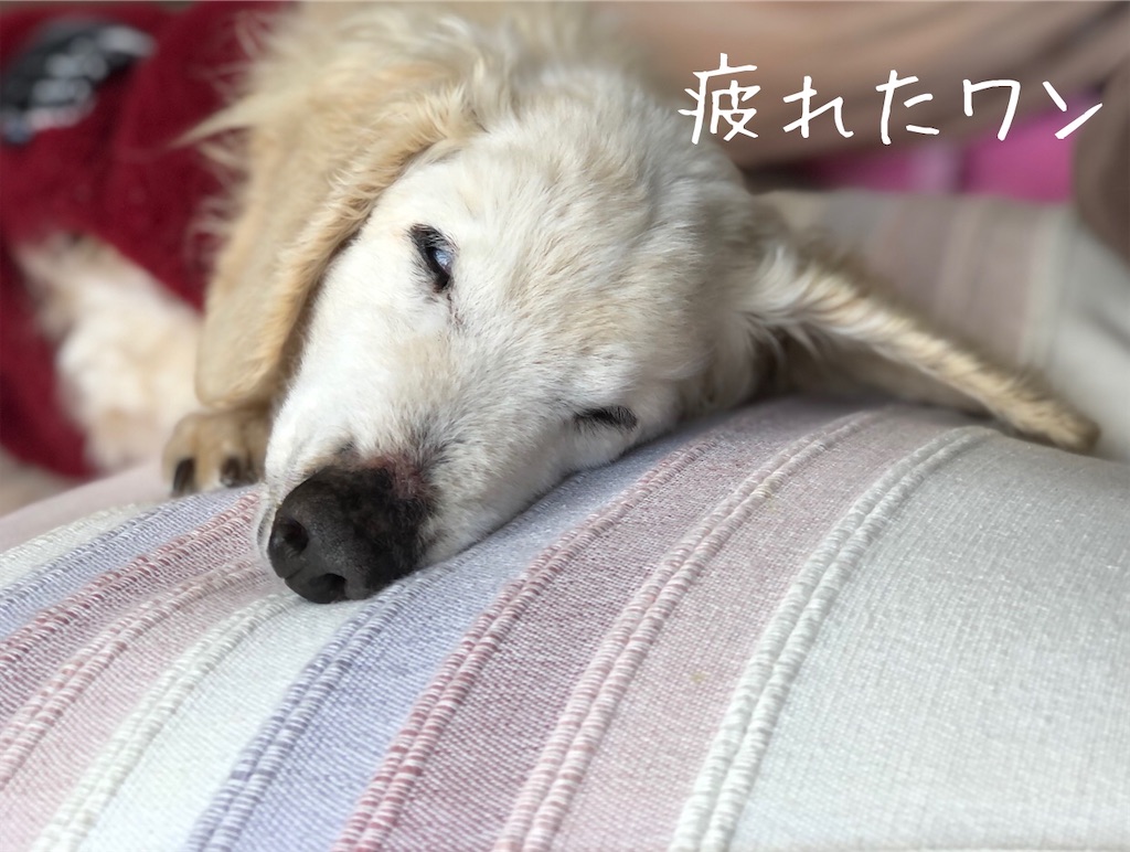 f:id:renkunno:20210202142811j:image f:id:renkunno:20210202142811j:image