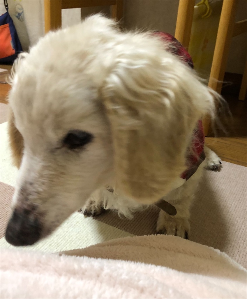 f:id:renkunno:20210221150924j:image f:id:renkunno:20210221150924j:image