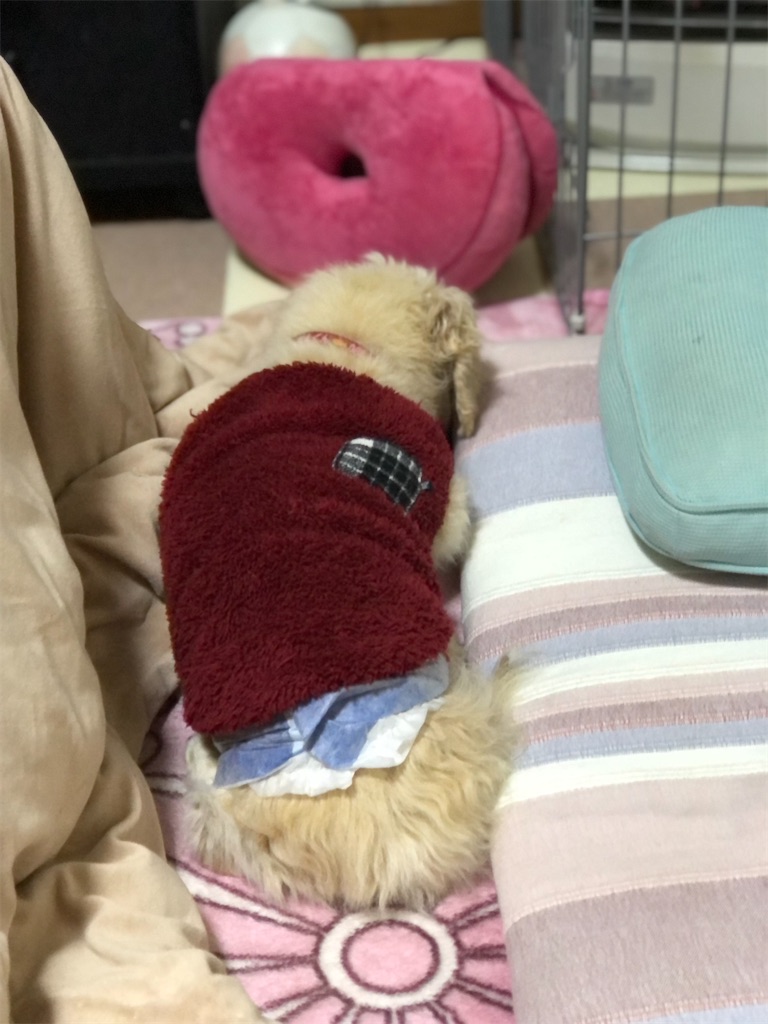 f:id:renkunno:20210302232726j:image