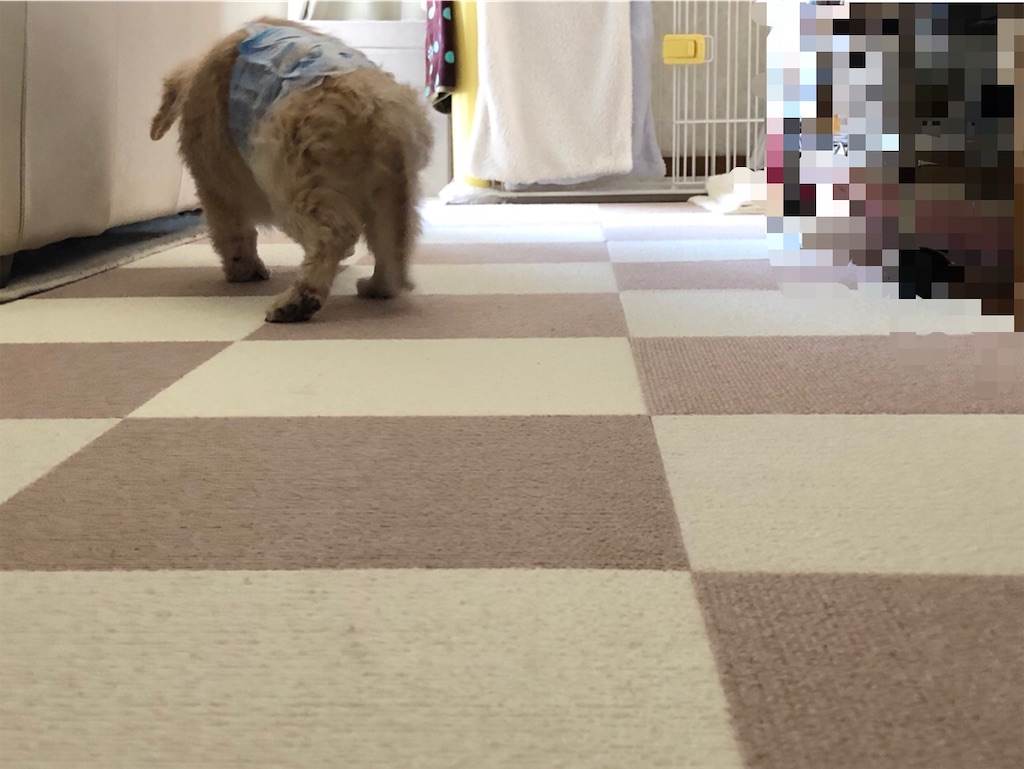 f:id:renkunno:20210310164620j:image f:id:renkunno:20210310164620j:image