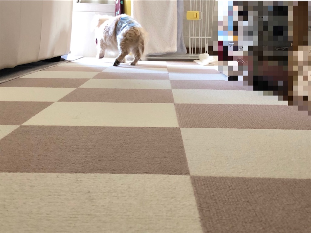 f:id:renkunno:20210310164659j:image f:id:renkunno:20210310164659j:image