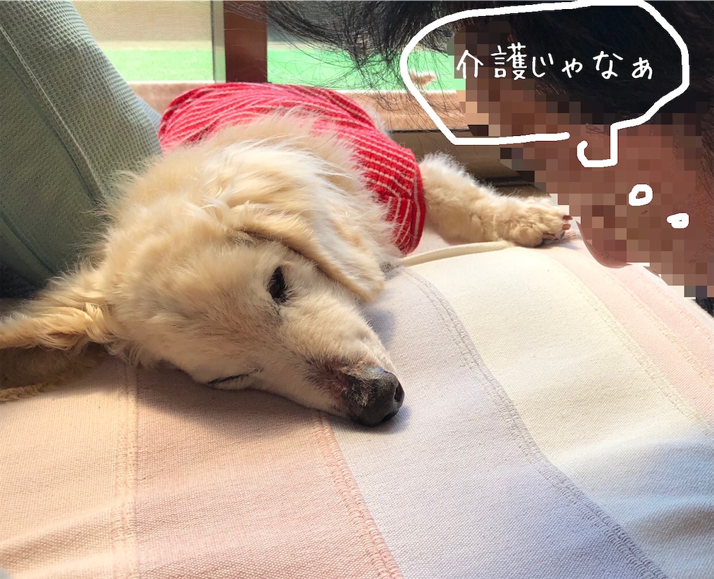 f:id:renkunno:20210324132942j:image f:id:renkunno:20210324132942j:image