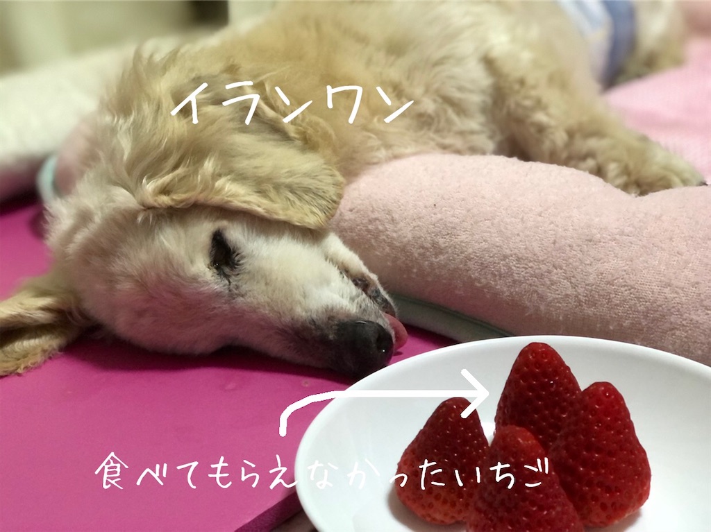 f:id:renkunno:20210402130722j:image