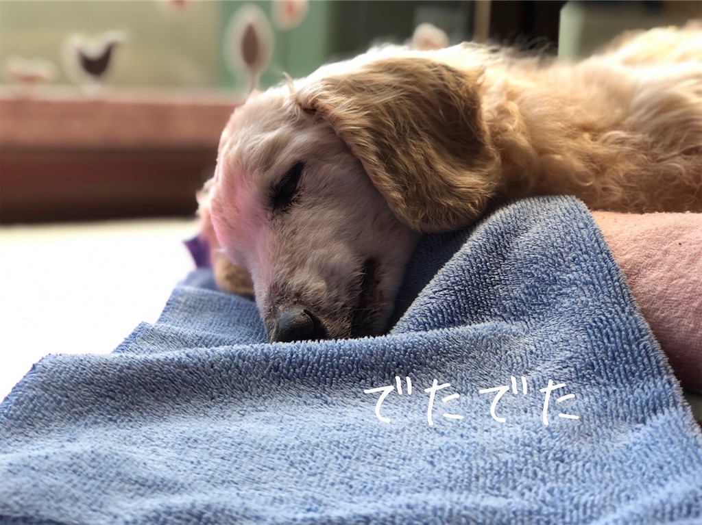 f:id:renkunno:20210402130728j:image