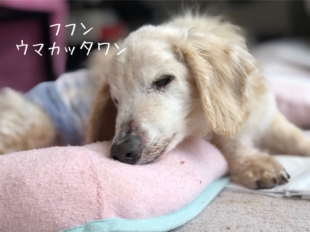 f:id:renkunno:20210404175918j:image f:id:renkunno:20210404175918j:image