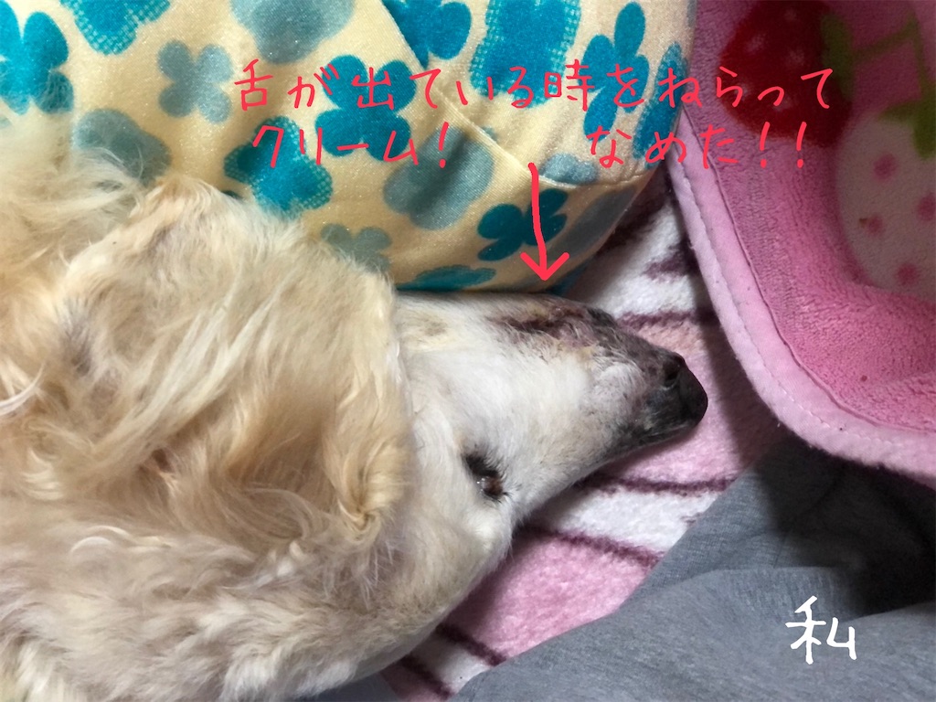 f:id:renkunno:20210409001856j:image