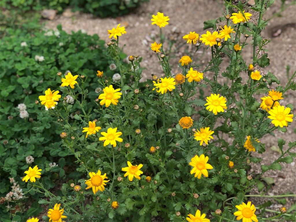 f:id:renkunno:20210512232250j:image
