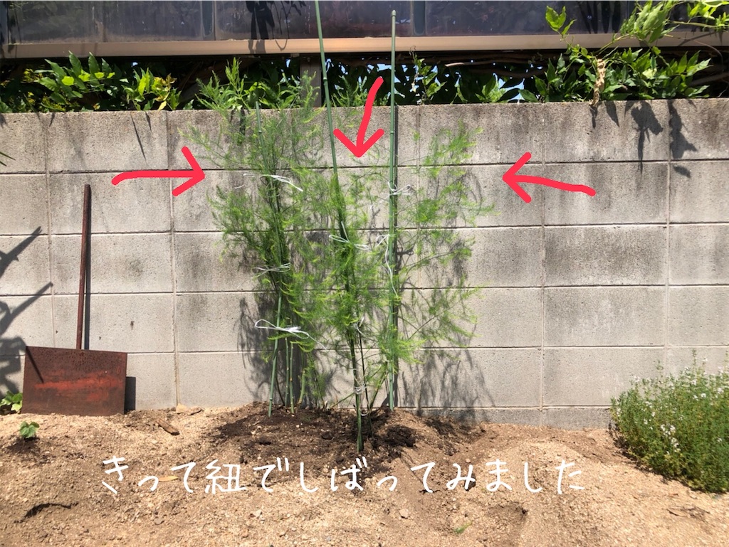 f:id:renkunno:20210610142207j:image f:id:renkunno:20210610142207j:image