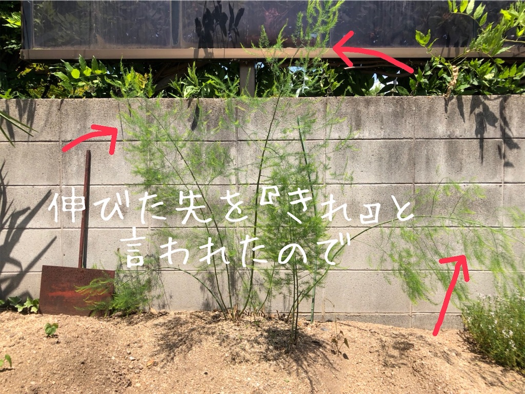 f:id:renkunno:20210610142215j:image f:id:renkunno:20210610142215j:image