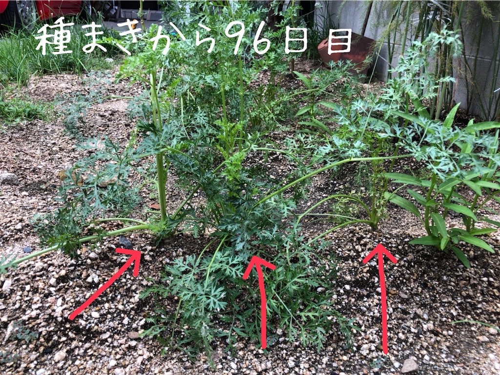 f:id:renkunno:20210906132307j:image