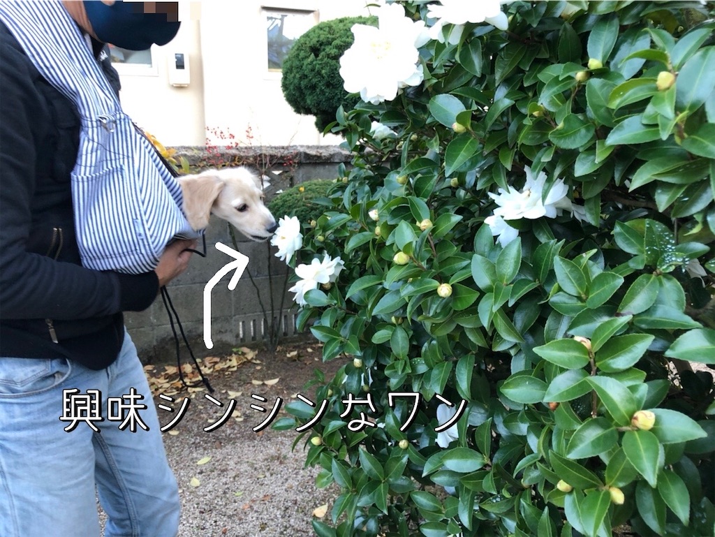 f:id:renkunno:20211129133338j:image f:id:renkunno:20211129133338j:image