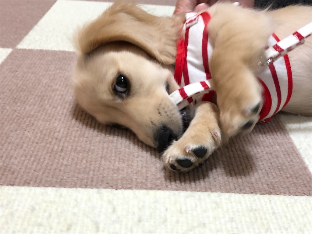 f:id:renkunno:20211129134335j:image f:id:renkunno:20211129134335j:image