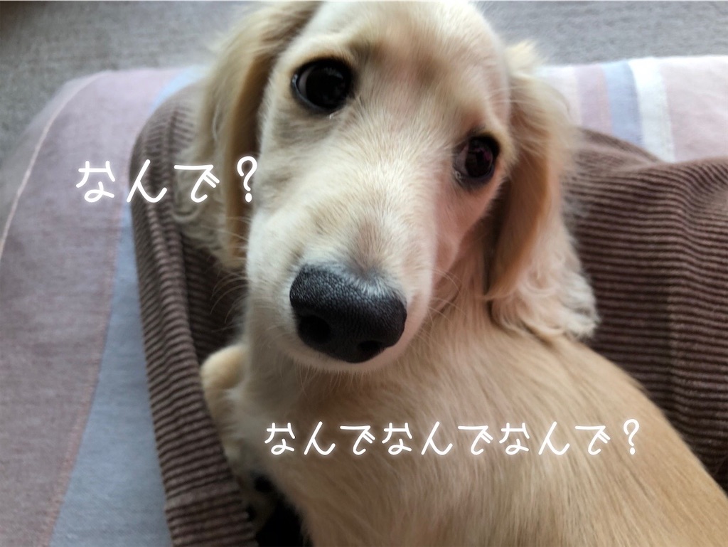f:id:renkunno:20211213085055j:image