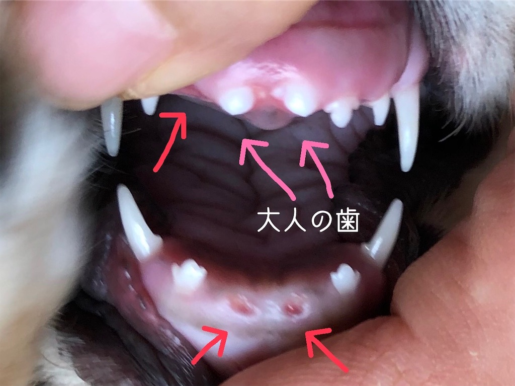 f:id:renkunno:20220102130027j:image f:id:renkunno:20220102130027j:image