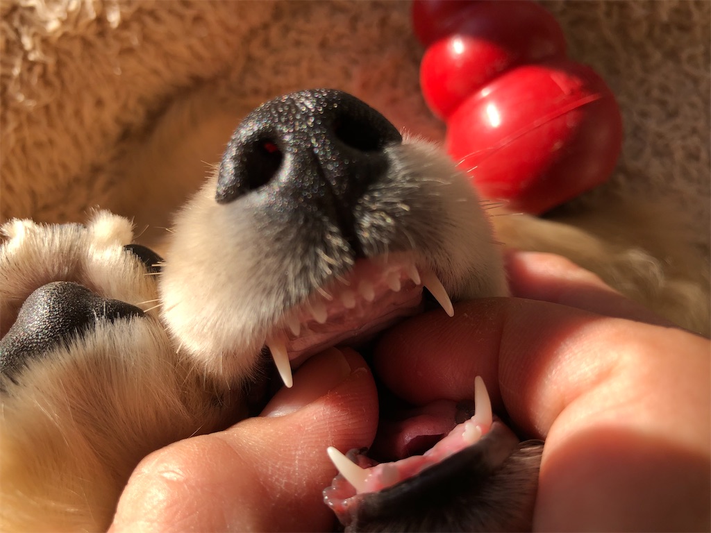 f:id:renkunno:20220104120206j:image f:id:renkunno:20220104120206j:image
