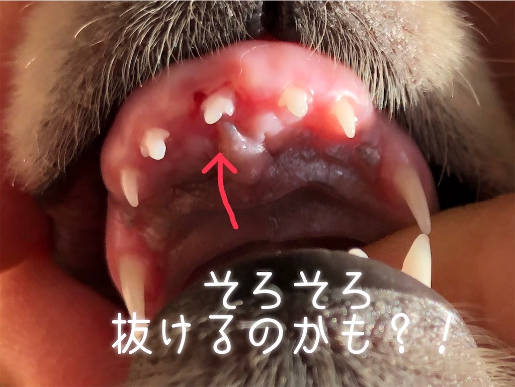 f:id:renkunno:20220104121721j:image f:id:renkunno:20220104121721j:image