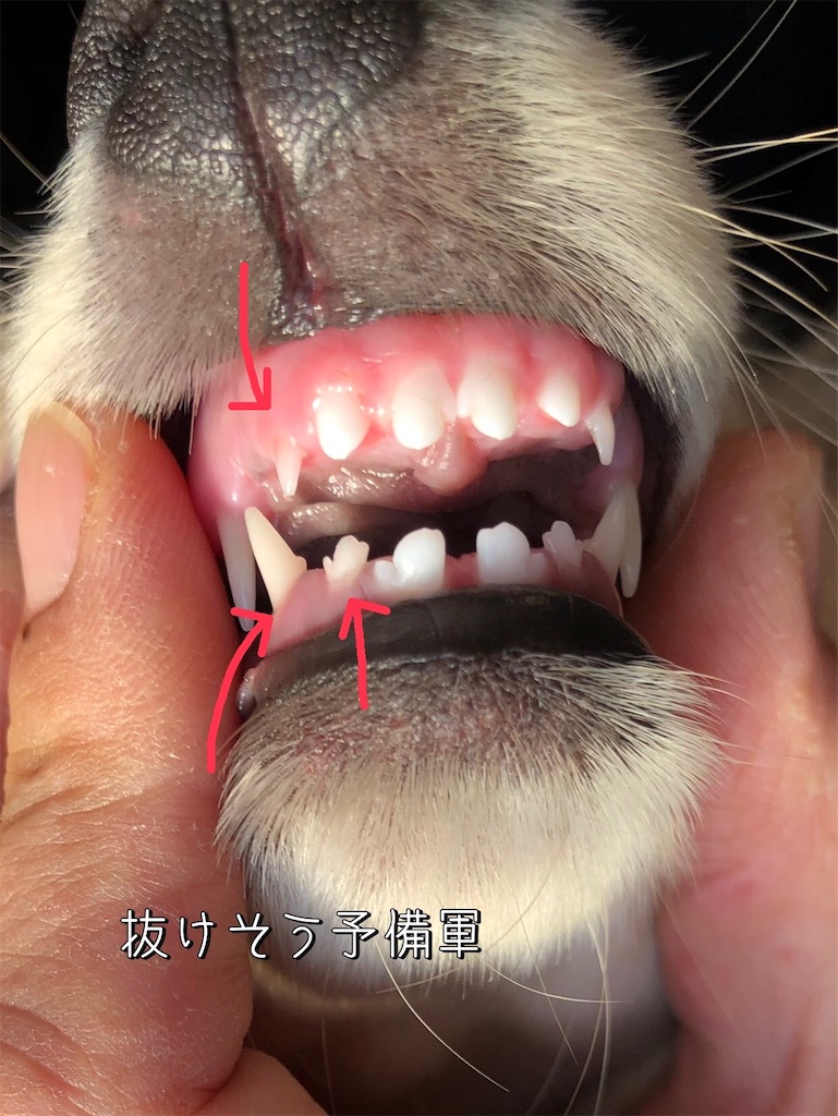 f:id:renkunno:20220110160723j:image f:id:renkunno:20220110160723j:image
