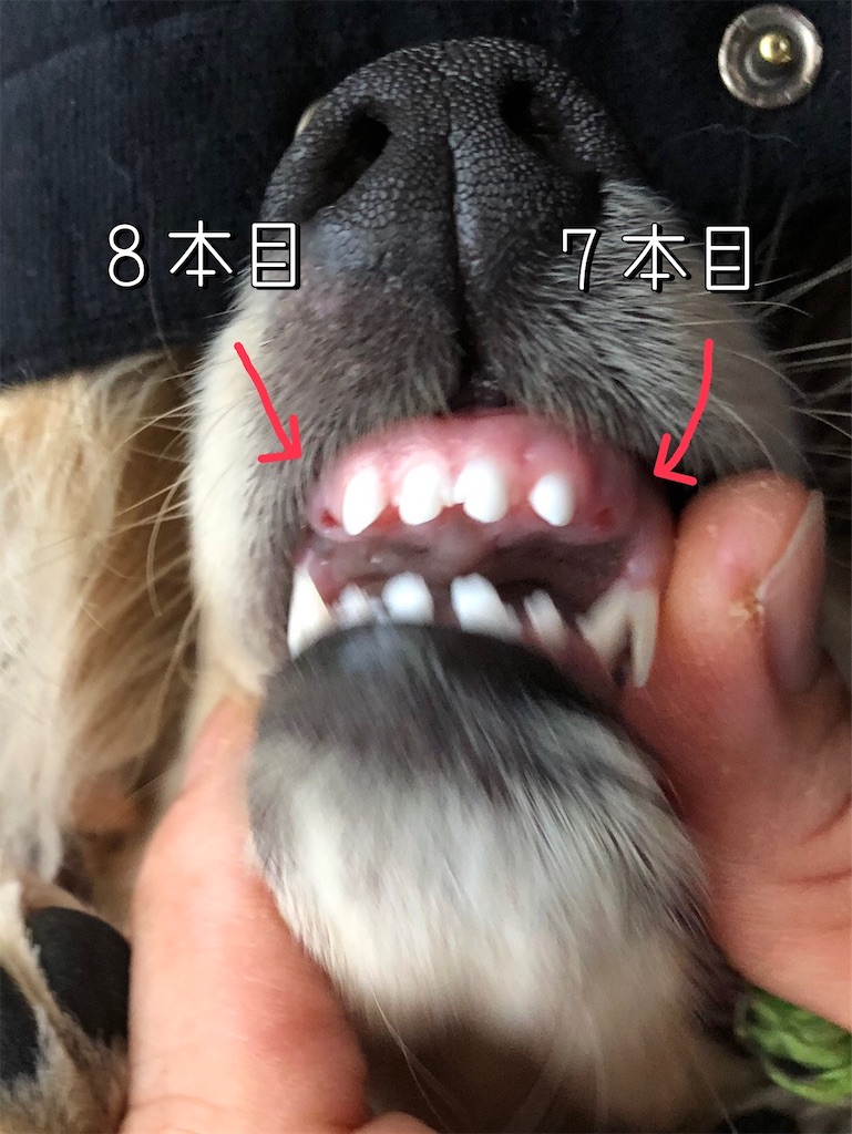 f:id:renkunno:20220111111240j:image f:id:renkunno:20220111111240j:image