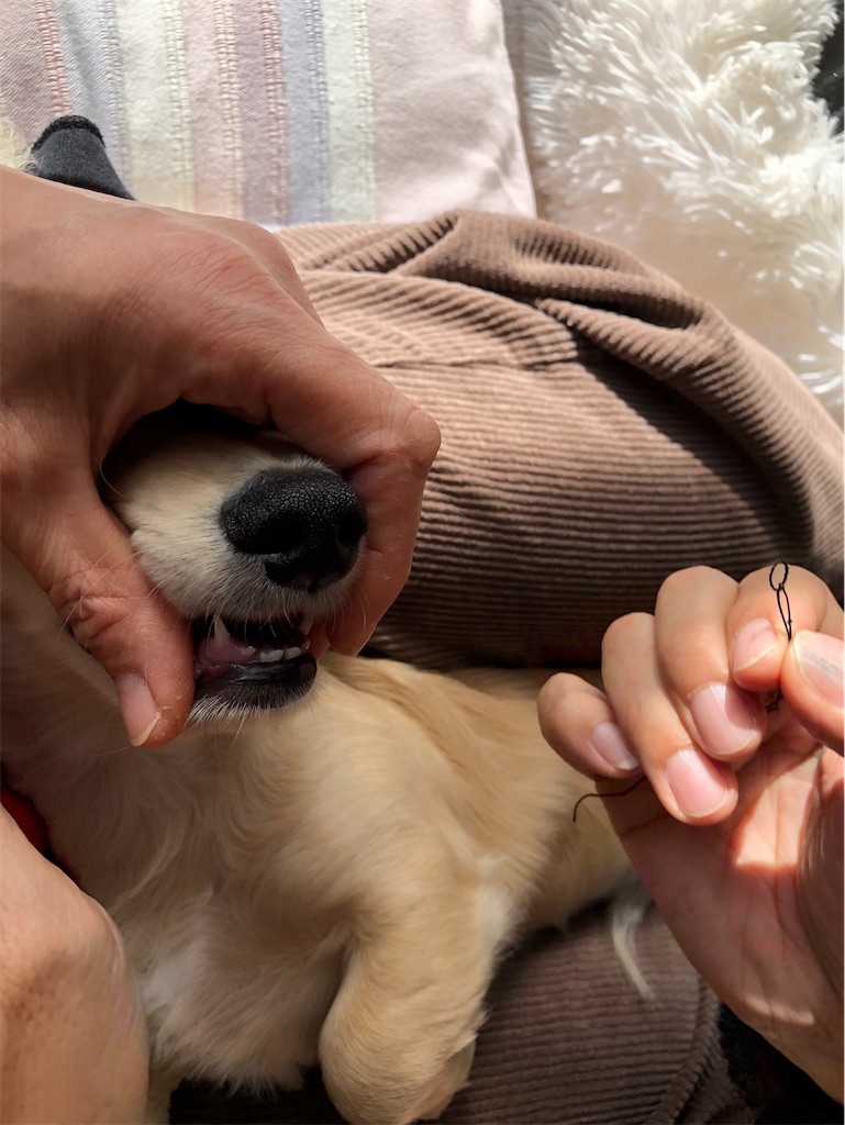 f:id:renkunno:20220115115434j:image f:id:renkunno:20220115115434j:image
