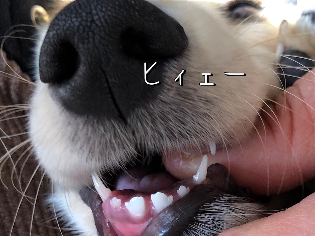 f:id:renkunno:20220115115445j:image f:id:renkunno:20220115115445j:image