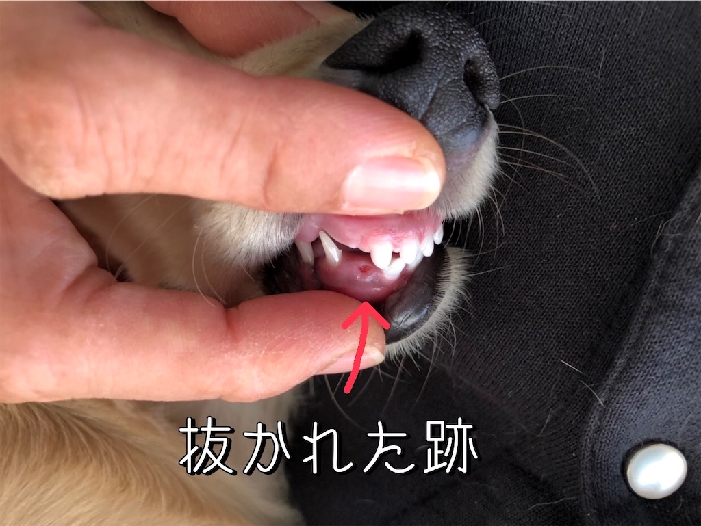 f:id:renkunno:20220115115452j:image f:id:renkunno:20220115115452j:image