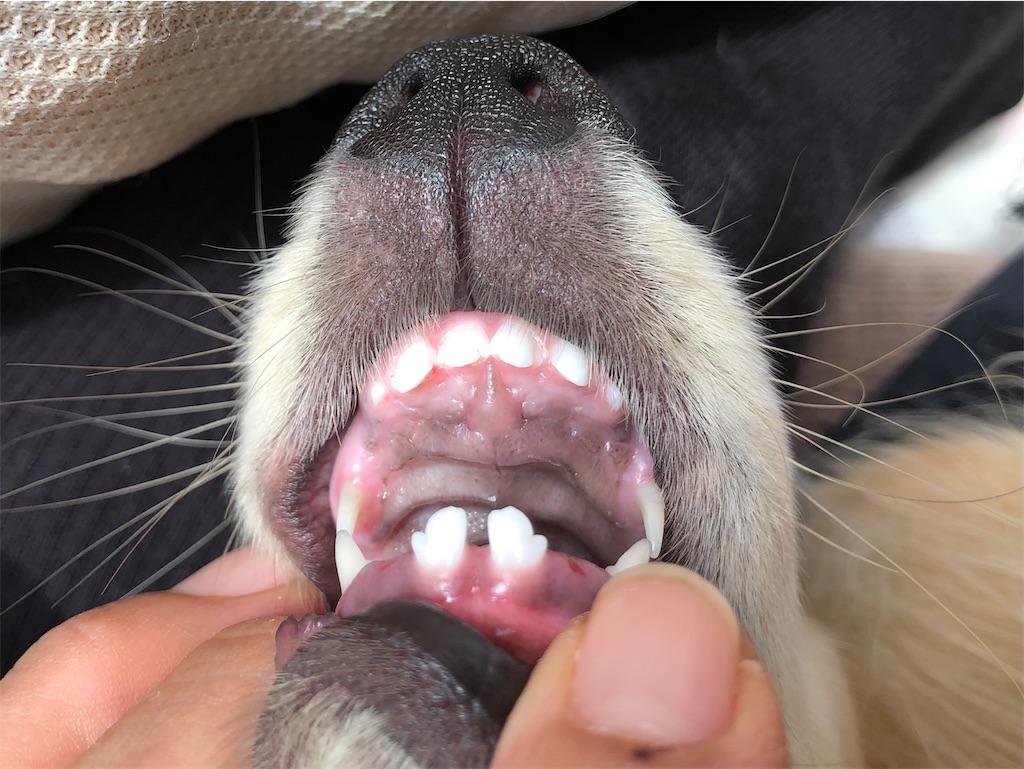 f:id:renkunno:20220117214618j:image f:id:renkunno:20220117214618j:image