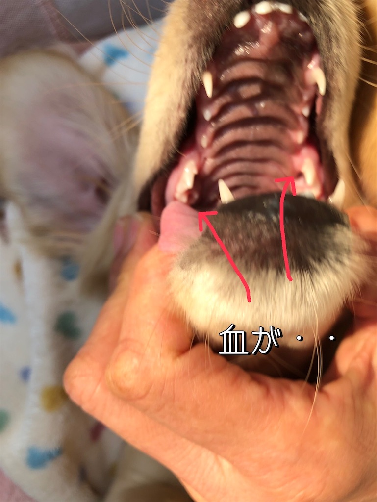 f:id:renkunno:20220117214808j:image f:id:renkunno:20220117214808j:image