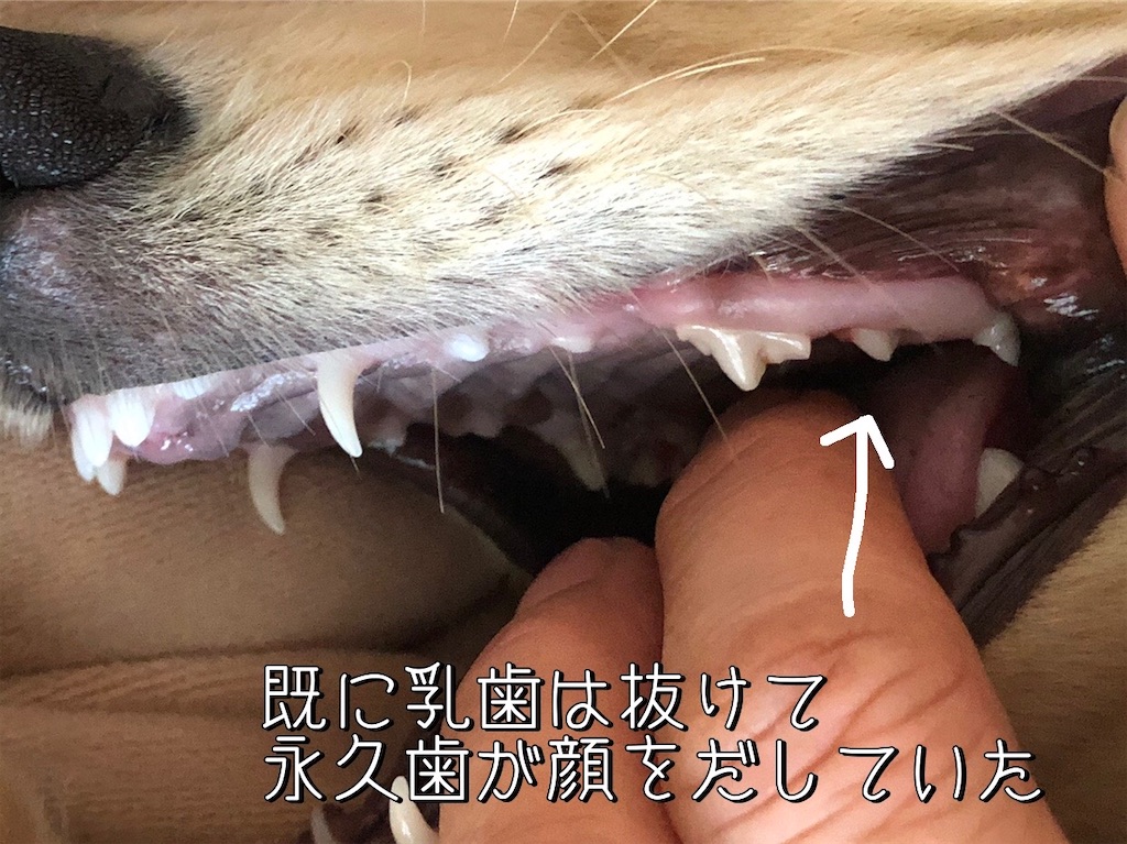 f:id:renkunno:20220118233616j:image f:id:renkunno:20220118233616j:image