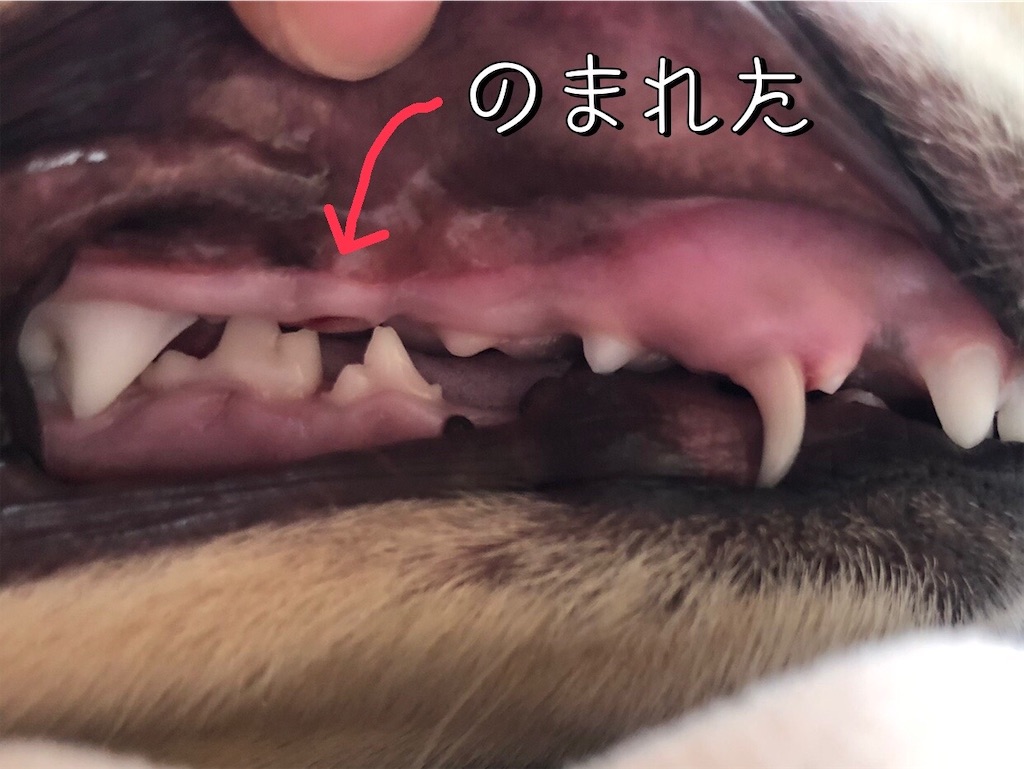 f:id:renkunno:20220201213703j:image f:id:renkunno:20220201213703j:image