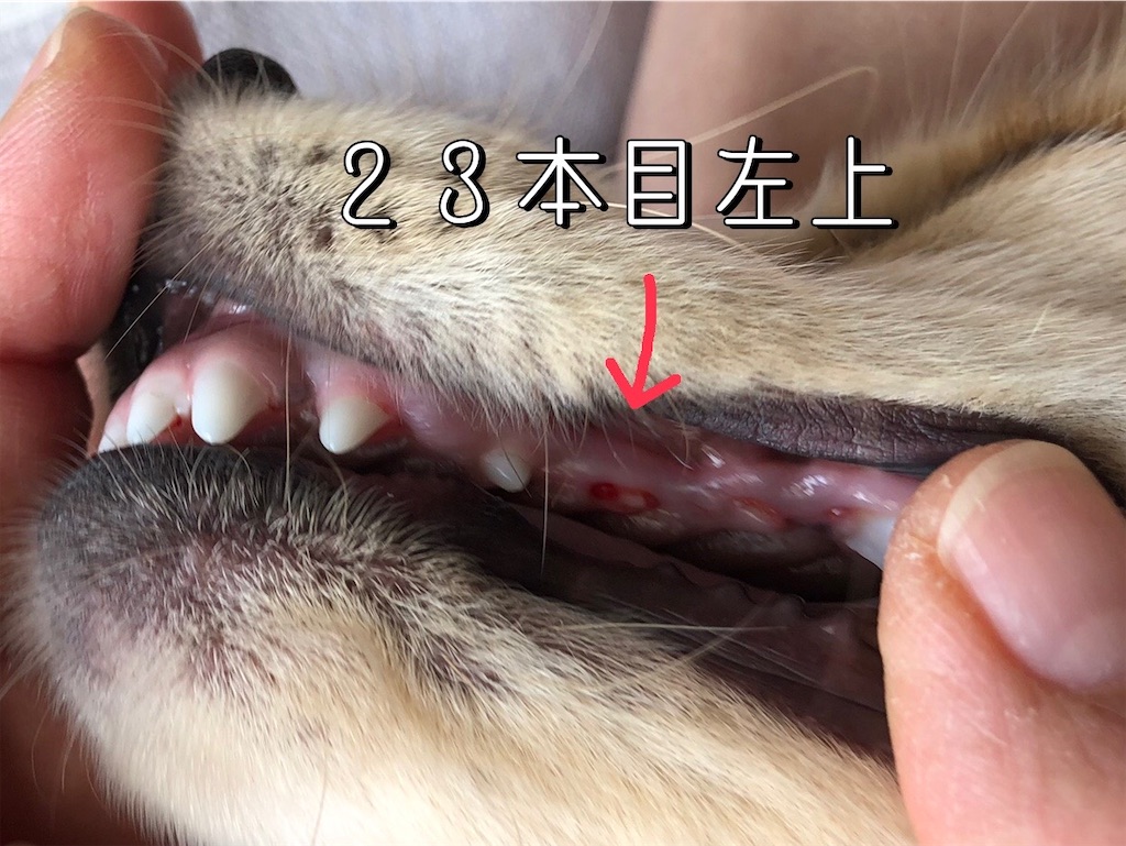 f:id:renkunno:20220208153328j:image f:id:renkunno:20220208153328j:image