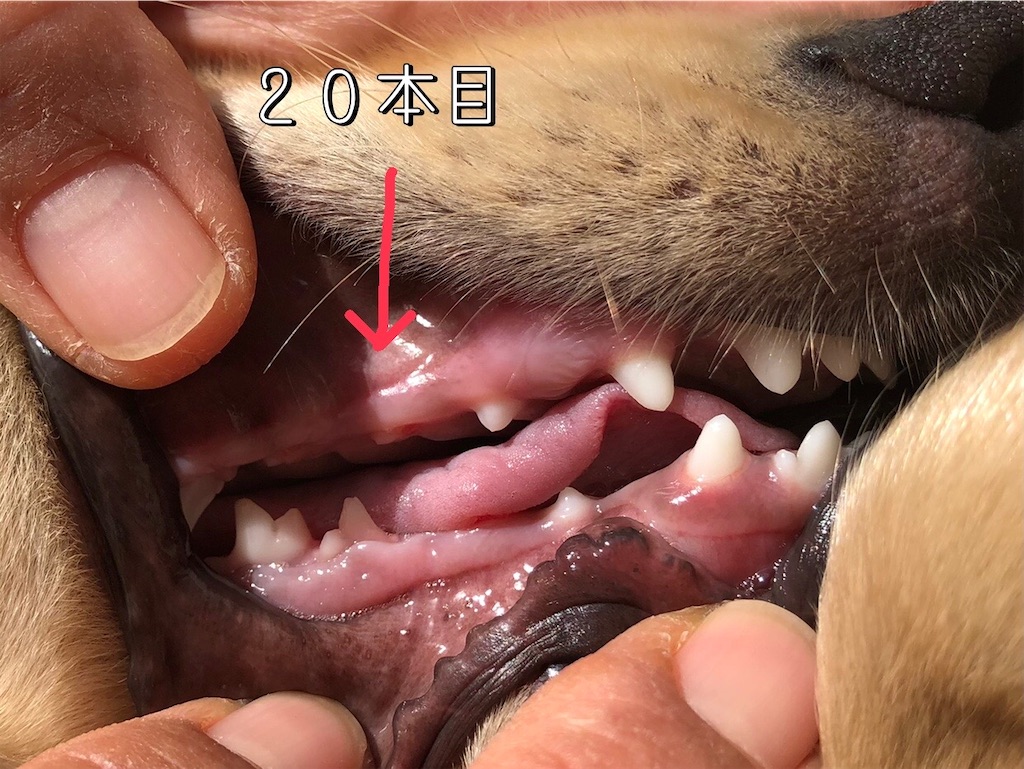 f:id:renkunno:20220208153609j:image f:id:renkunno:20220208153609j:image