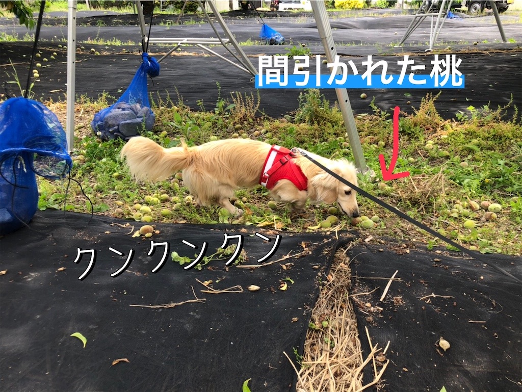 f:id:renkunno:20220520160510j:image f:id:renkunno:20220520160510j:image