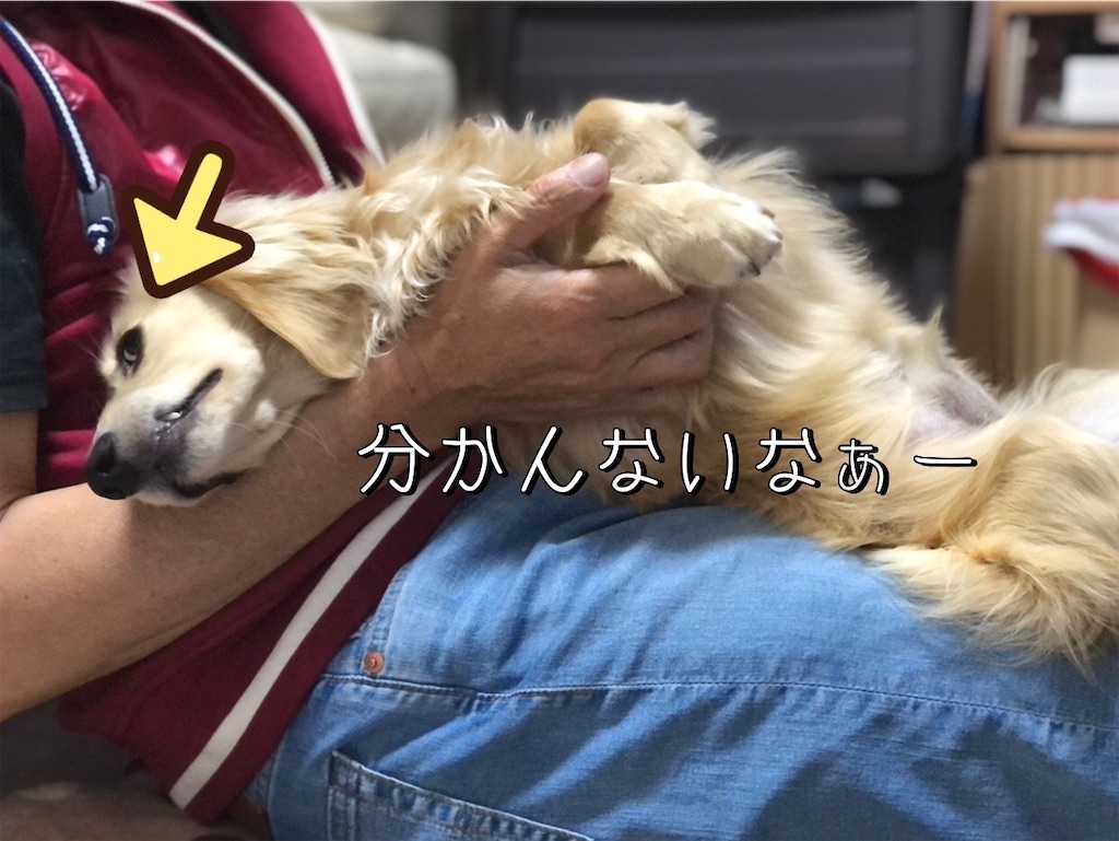 f:id:renkunno:20220607225952j:image f:id:renkunno:20220607225952j:image