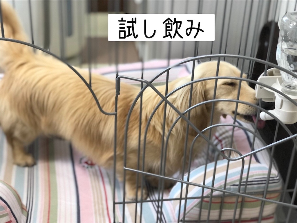 f:id:renkunno:20220608140022j:image