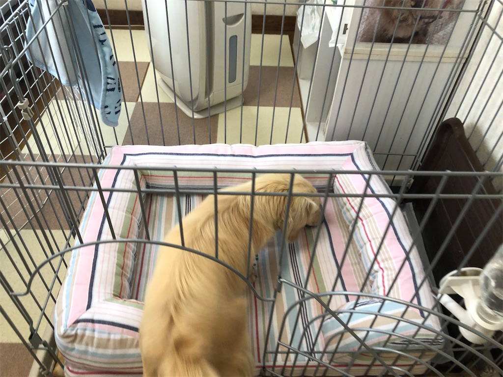 f:id:renkunno:20220608140252j:image