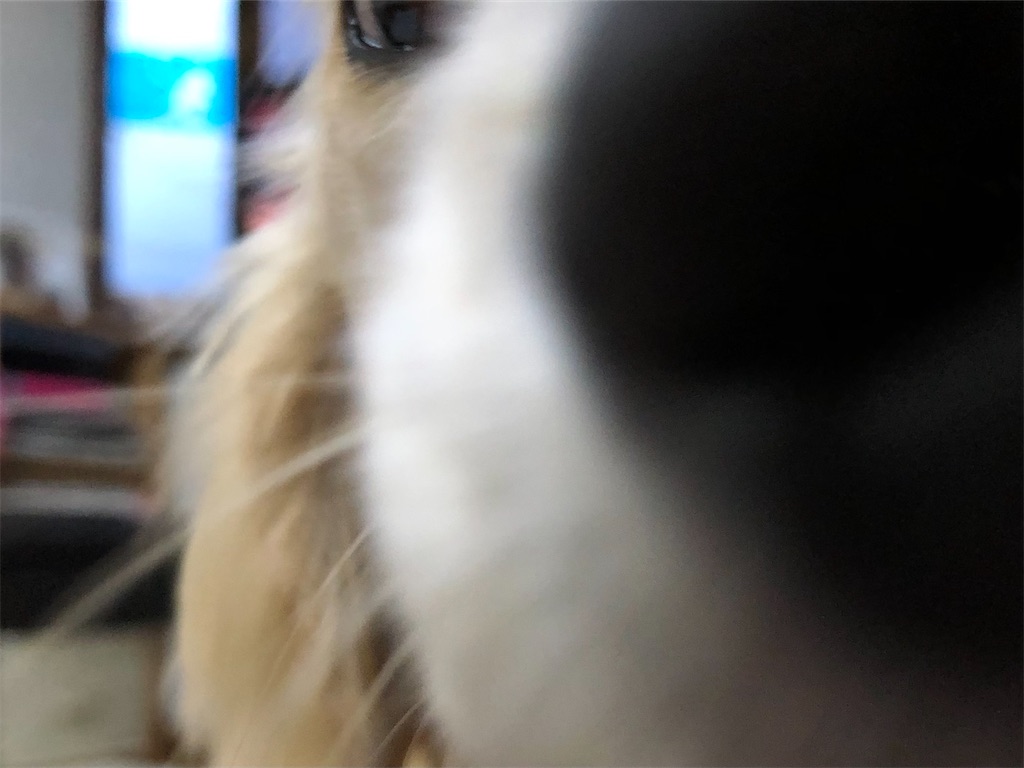 f:id:renkunno:20220704094056j:image f:id:renkunno:20220704094056j:image