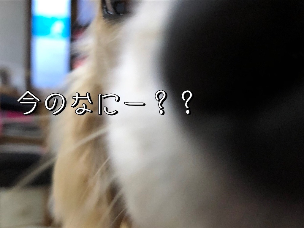 f:id:renkunno:20220704094103j:image f:id:renkunno:20220704094103j:image