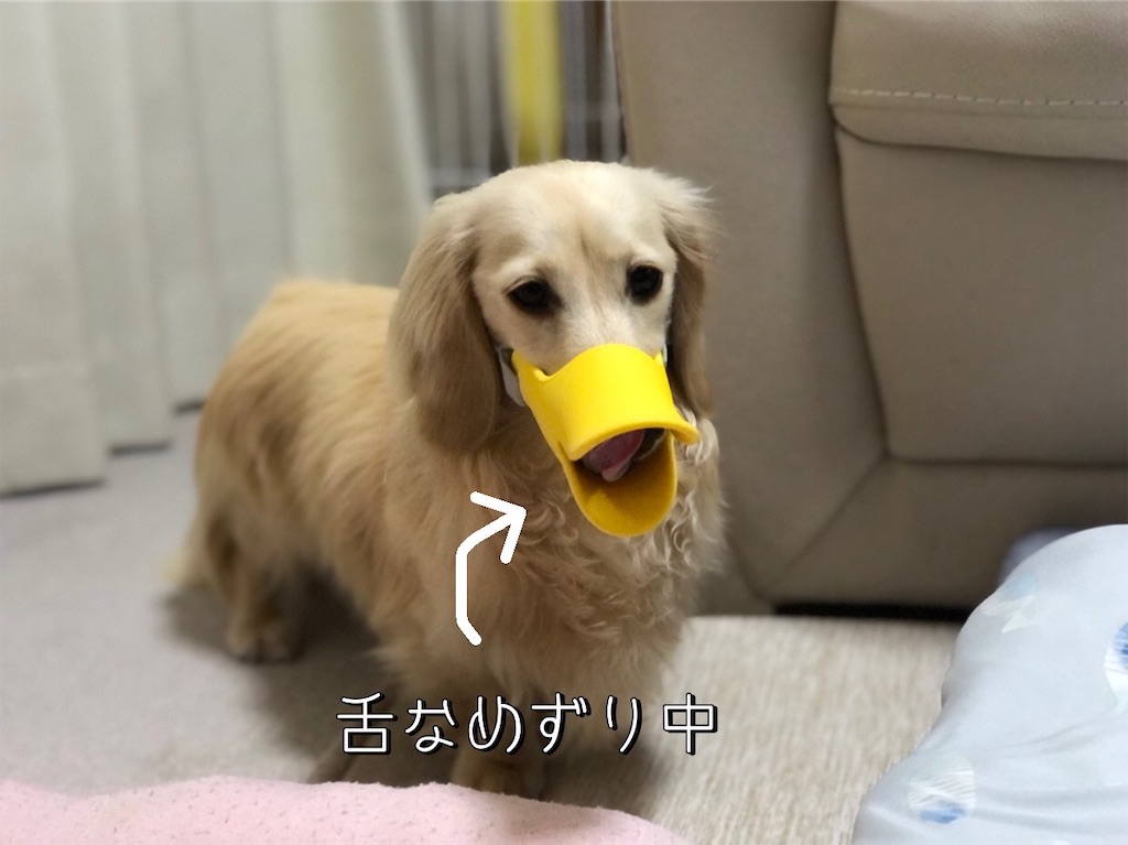 f:id:renkunno:20220704104555j:image f:id:renkunno:20220704104555j:image
